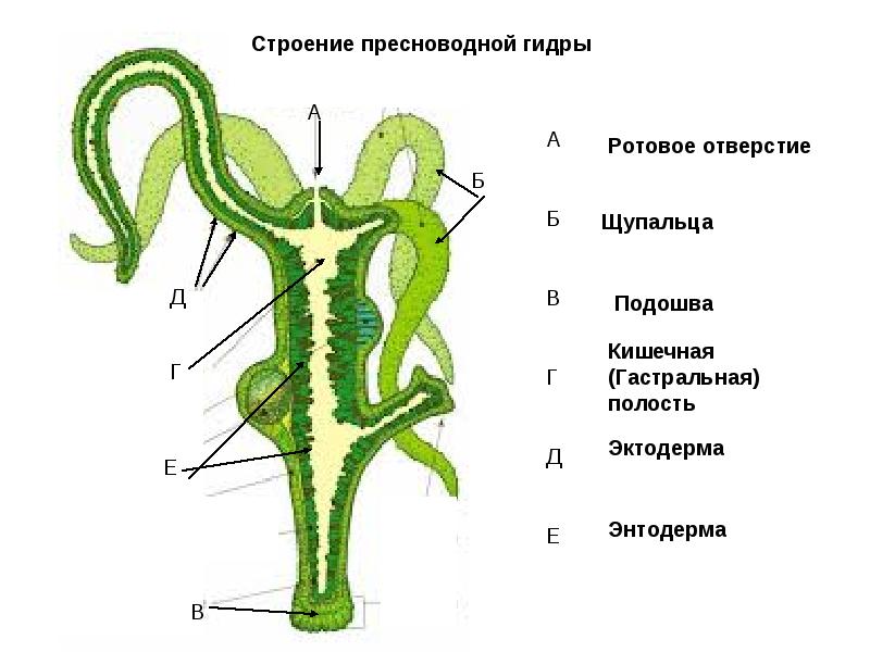 Кракен сайт store